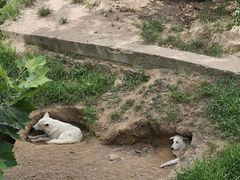 -西霞口神雕山野生动物世界