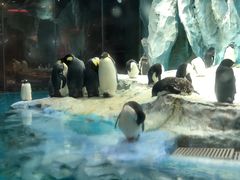 -帝企鹅自助餐厅•儿童岛•真企鹅(长隆企鹅酒店)