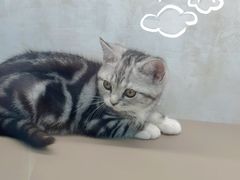 -翊宠yipet猫狗购宠庄园犬舍•猫舍