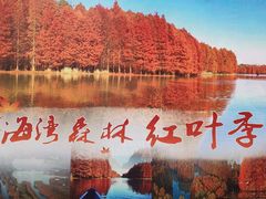 -上海海湾国家森林公园