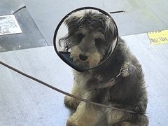 -宠颐生美多格动物医院骨科·影像科新北转诊中心(汉江路店)