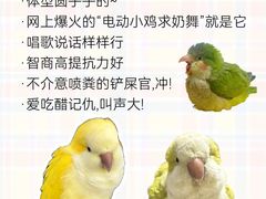 -爱侣宠医·鹦鹉专科·小型哺乳类·异宠专科(灵石路店)