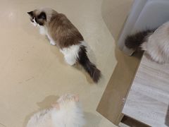 -藏猫猫咖啡主题馆(中央大道店)