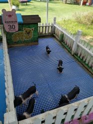 -萌宠亲子动物乐园(槐房万达店)