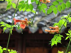 -龙华寺