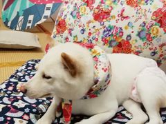 -柴迷FANS CLUB·柴犬狗咖·猫咖