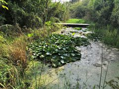 -溱湖国家湿地公园