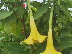 -北纬44度·金珠花海休闲农业旅游景区