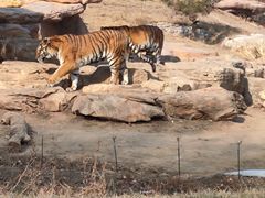 -北京野生动物园