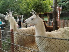 -大连森林动物园