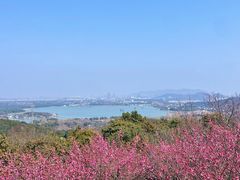 -香雪海