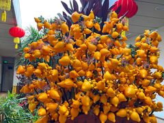 -寻味顺德·南记酒家·传统顺德菜·鱼生(广源路店)