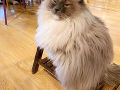 -Cappucimeow猫咪咖啡馆(韦伯时代店)