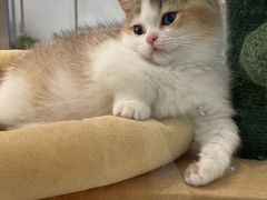 -babydoll猫舍·米努特·德文·缅因(久光中心店)