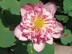 -广州莲花山旅游区