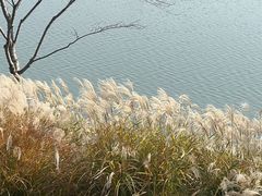 景点-羊山湖公园