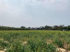 -天适樱花悠乐园
