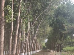 -东郊湿地公园