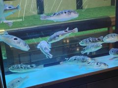 -肆月河豚·淮扬菜·湘菜(华天店)