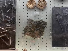 -浙江自然博物院(杭州馆)