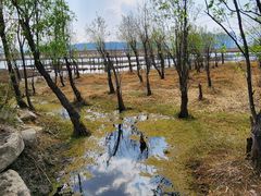 -洱海月湿地公园