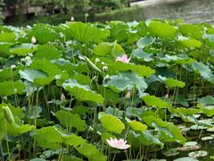 -荔湾湖公园