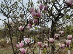 -武汉紫薇都市田园