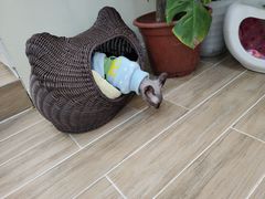 -李小姐の猫咖啡馆(五角场店)