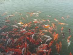 -南京汤山紫清湖生态旅游温泉度假区