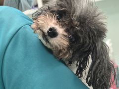 -北京观赏动物医院·24小时大型综合·猫专科·异宠专科