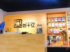 -猫十亿·布偶金渐层·曼基康矮脚猫舍(青年路店)