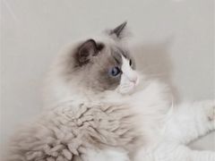 -鼓捣猫呢主题猫咖店