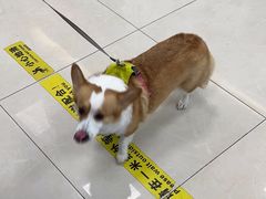 -北京观赏动物医院·24小时大型综合·猫专科·异宠专科