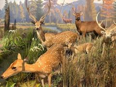 -陕西自然博物馆