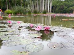 -西双版纳原始森林公园