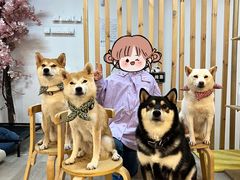 -柴迷FANS CLUB·柴犬狗咖·猫咖
