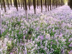 -苏家坨柳林村二月兰花海