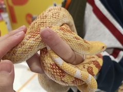 -帕帕拉兹宠物(亚洲旗舰店)