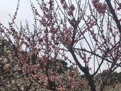 -香雪海