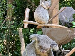 -广州长隆野生动物世界