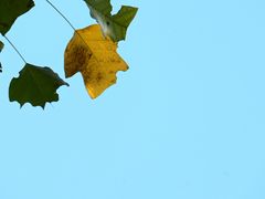 -长沙黑麋峰国家森林公园