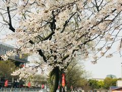 -嘉定紫藤园