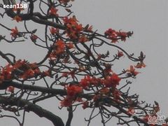 -广东圆玄道观