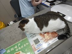 -四月宠物医院·猫专科·心脏专科·内科(转塘店)