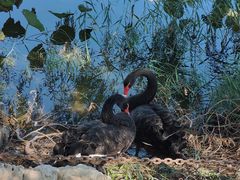 -天津东丽湖风景区