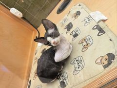 -帕帕拉兹宠物(亚洲旗舰店)