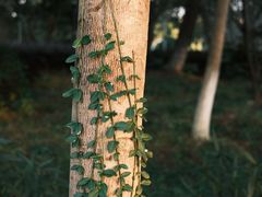 -昆山城市生态森林公园