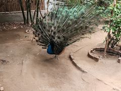 -呀路古热带植物园