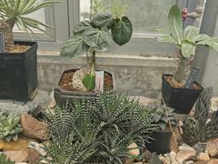 -国家植物园南园