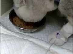 -瑞派宠物医院·24小时骨科·心脏·核磁(哈尔滨南岗店)